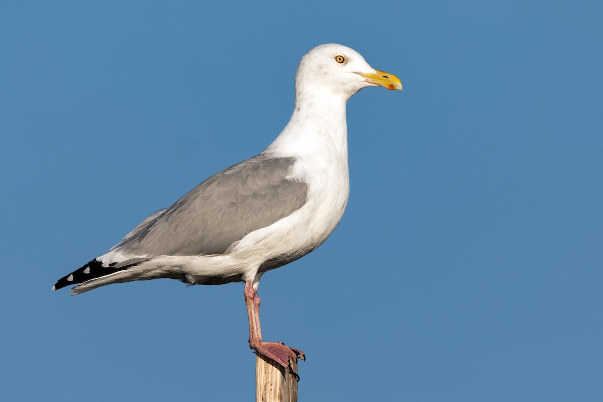 Gaviota Argéntea - ML273490581