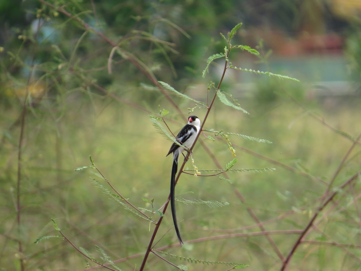 Pin-tailed Whydah - ML27349121