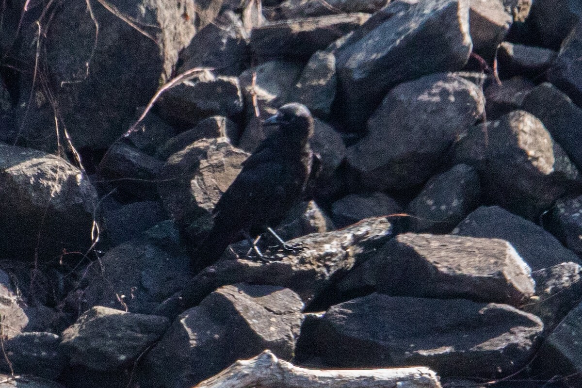 American Crow - ML273492151