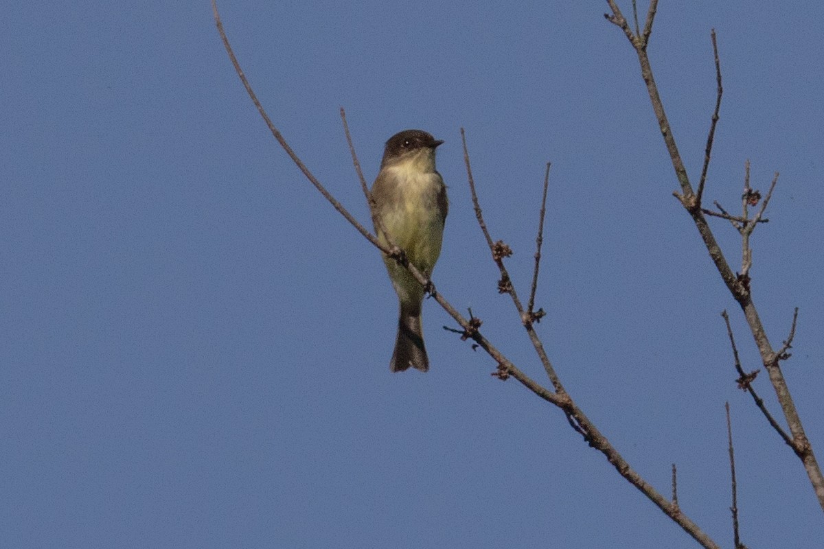Eastern Phoebe - ML273492421