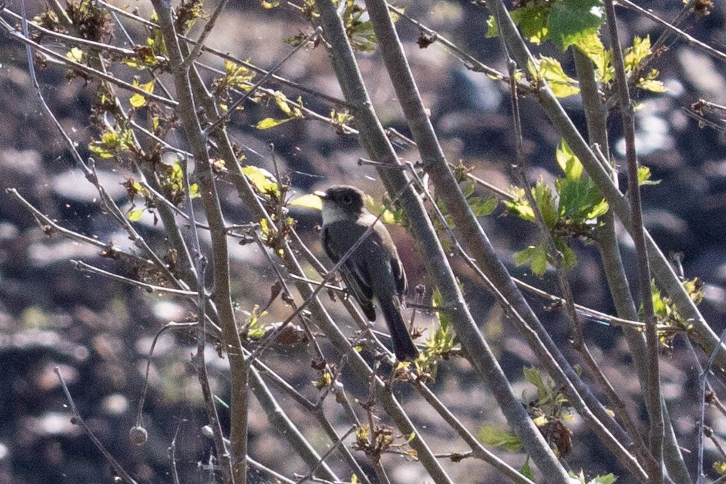 Eastern Phoebe - ML273492431