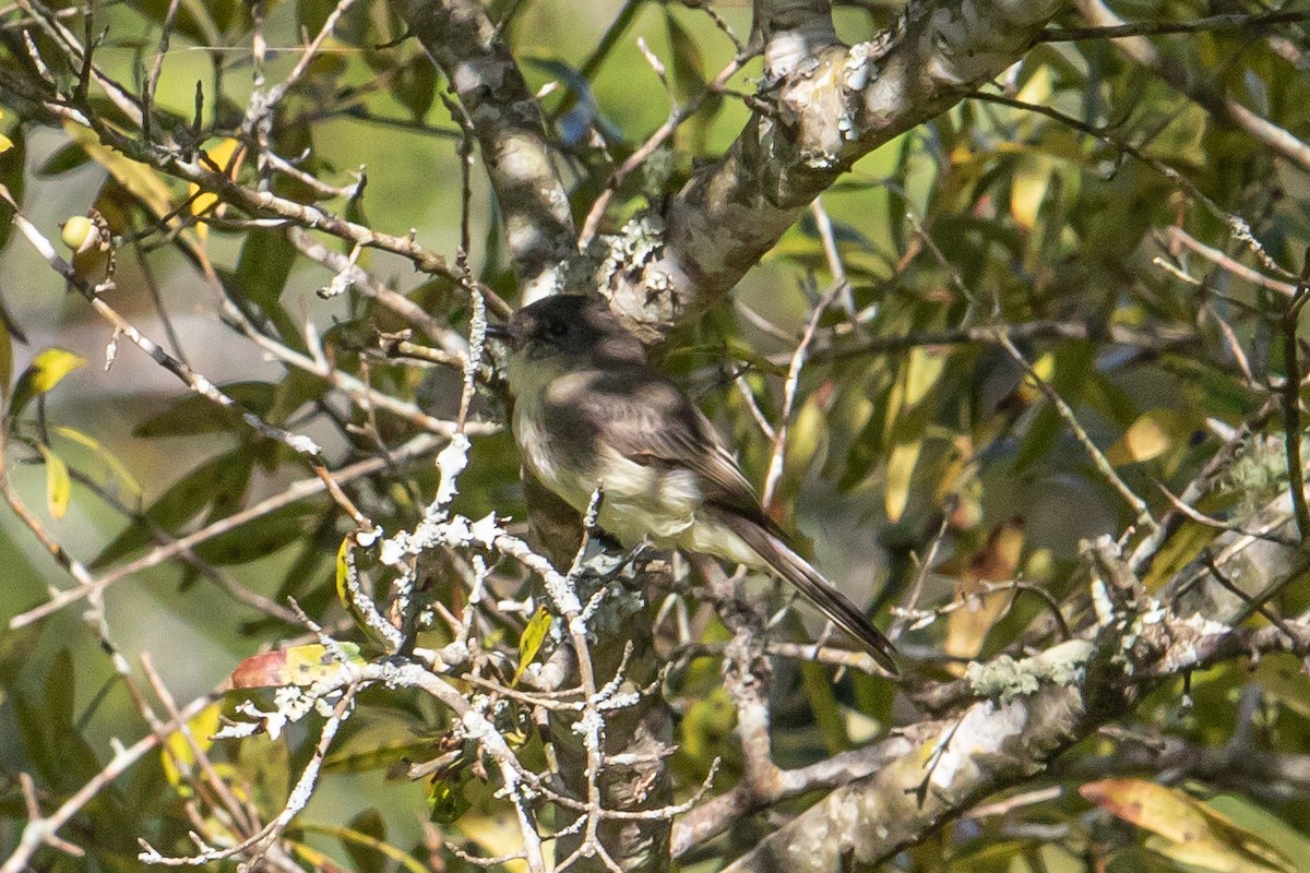 Eastern Phoebe - ML273492451