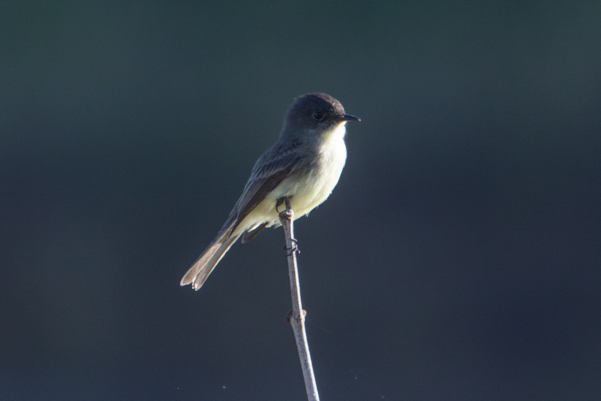 Eastern Phoebe - ML273492461