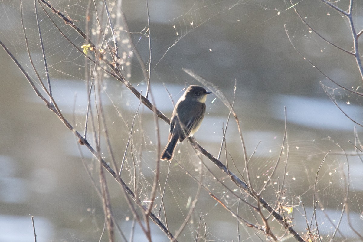 Eastern Phoebe - ML273492471