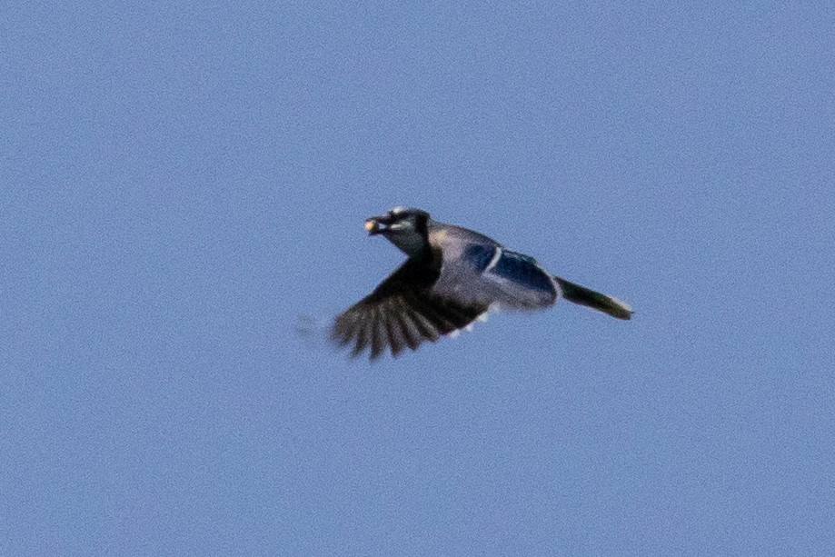 Blue Jay - ML273492511