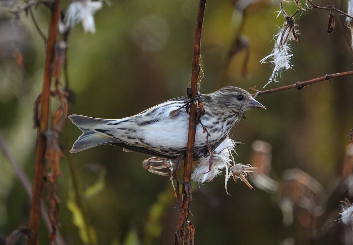 Pine Siskin - Mark Goodwin