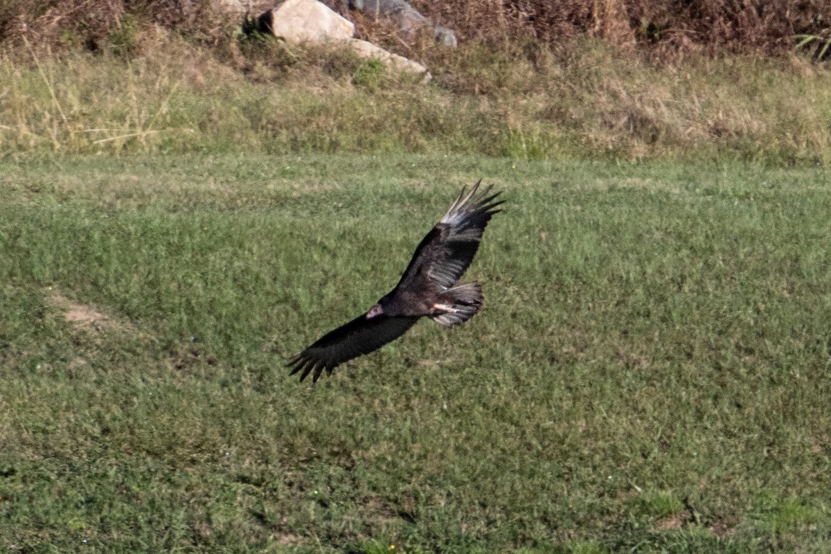 Turkey Vulture - ML273492731