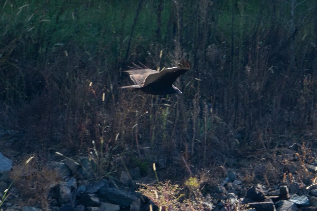 Turkey Vulture - ML273492751