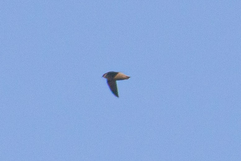 Chimney Swift - ML273492891