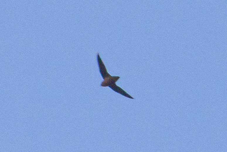 Chimney Swift - ML273492911