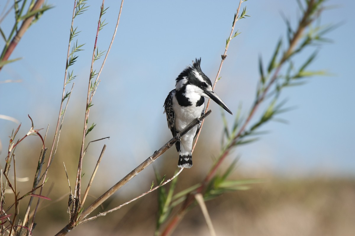 Pied Kingfisher - ML273493301