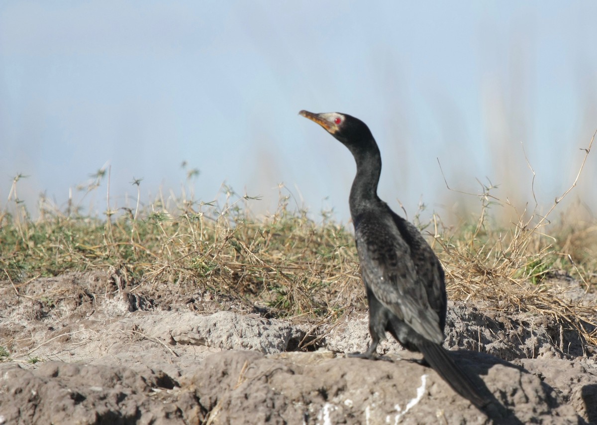 Long-tailed Cormorant - Kjell-Ove Hager