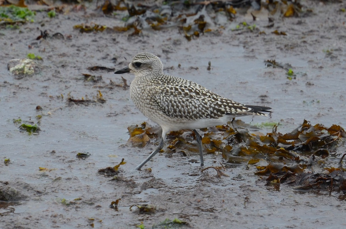 Black-bellied Plover - ML273495511