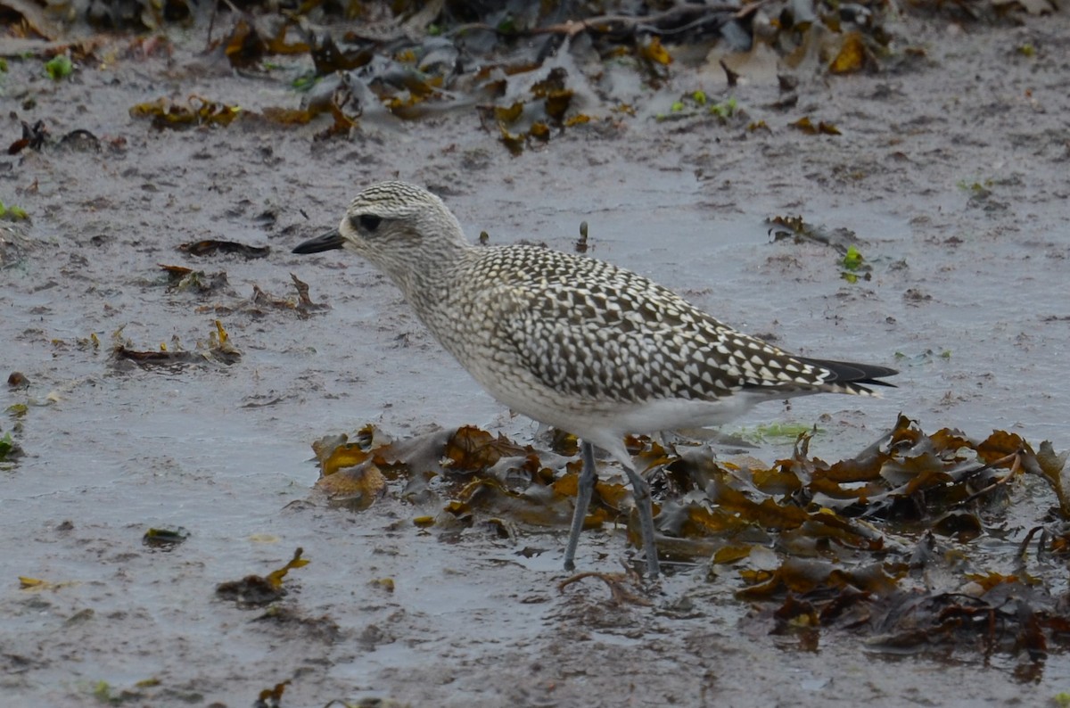 Black-bellied Plover - ML273495541