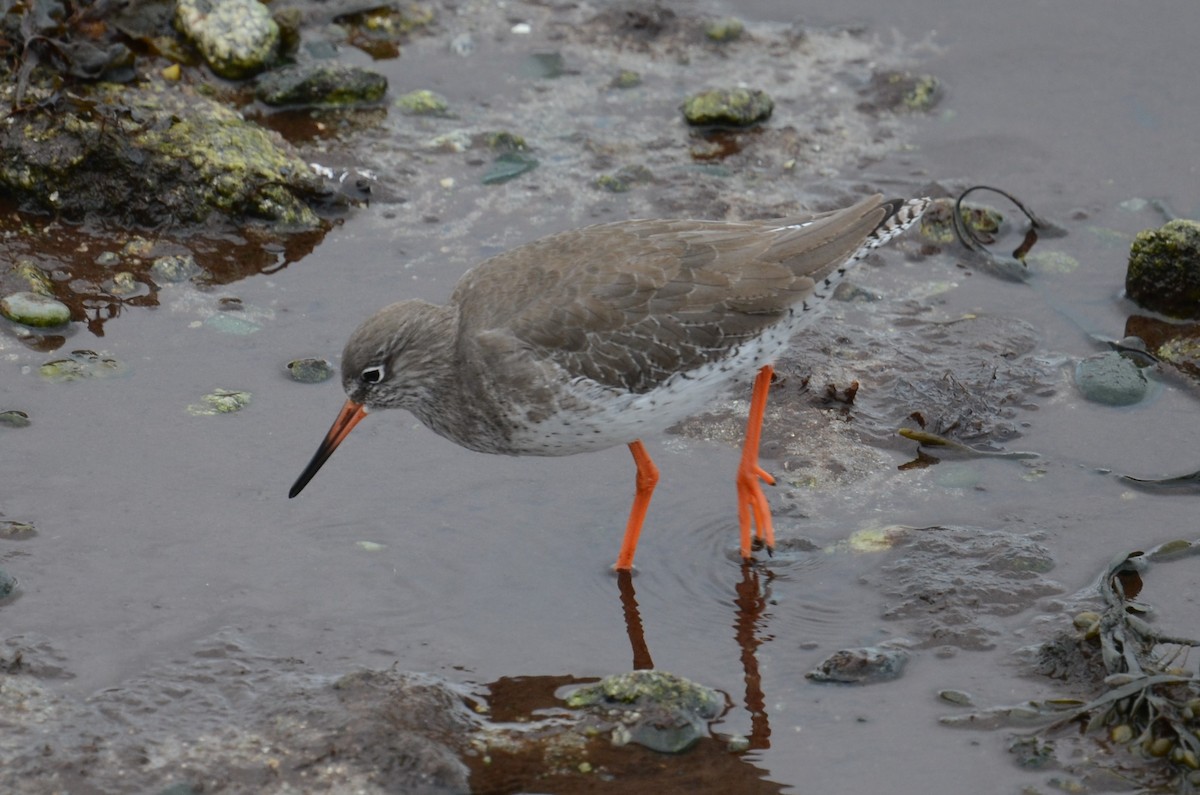 Common Redshank - ML273496961