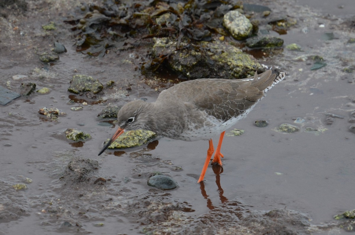 Common Redshank - ML273496971