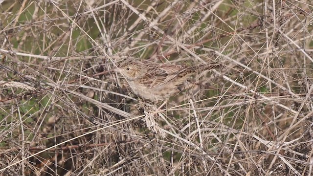 Cassin's Sparrow - ML273498091