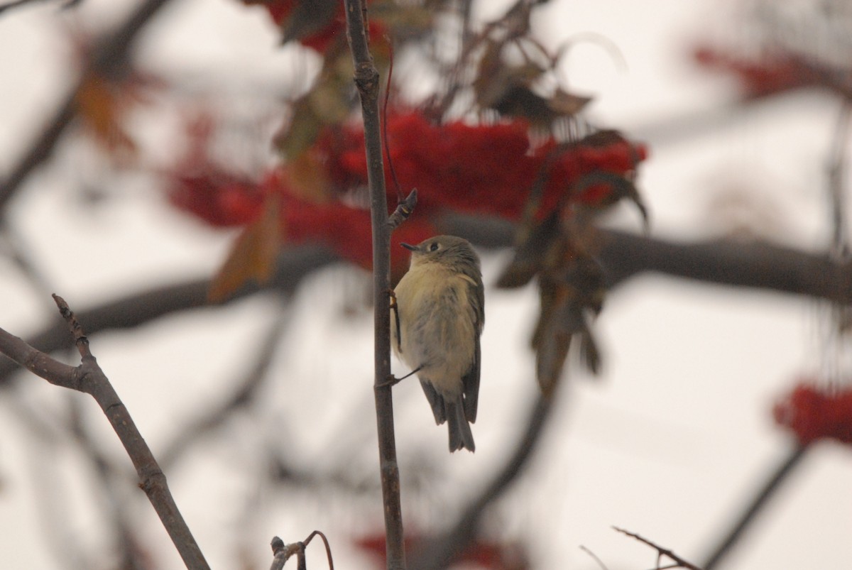 Ruby-crowned Kinglet - Mary Ann Dudragne