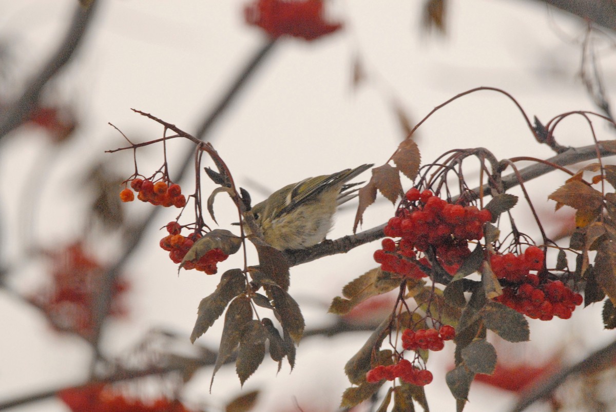 Ruby-crowned Kinglet - ML273498261