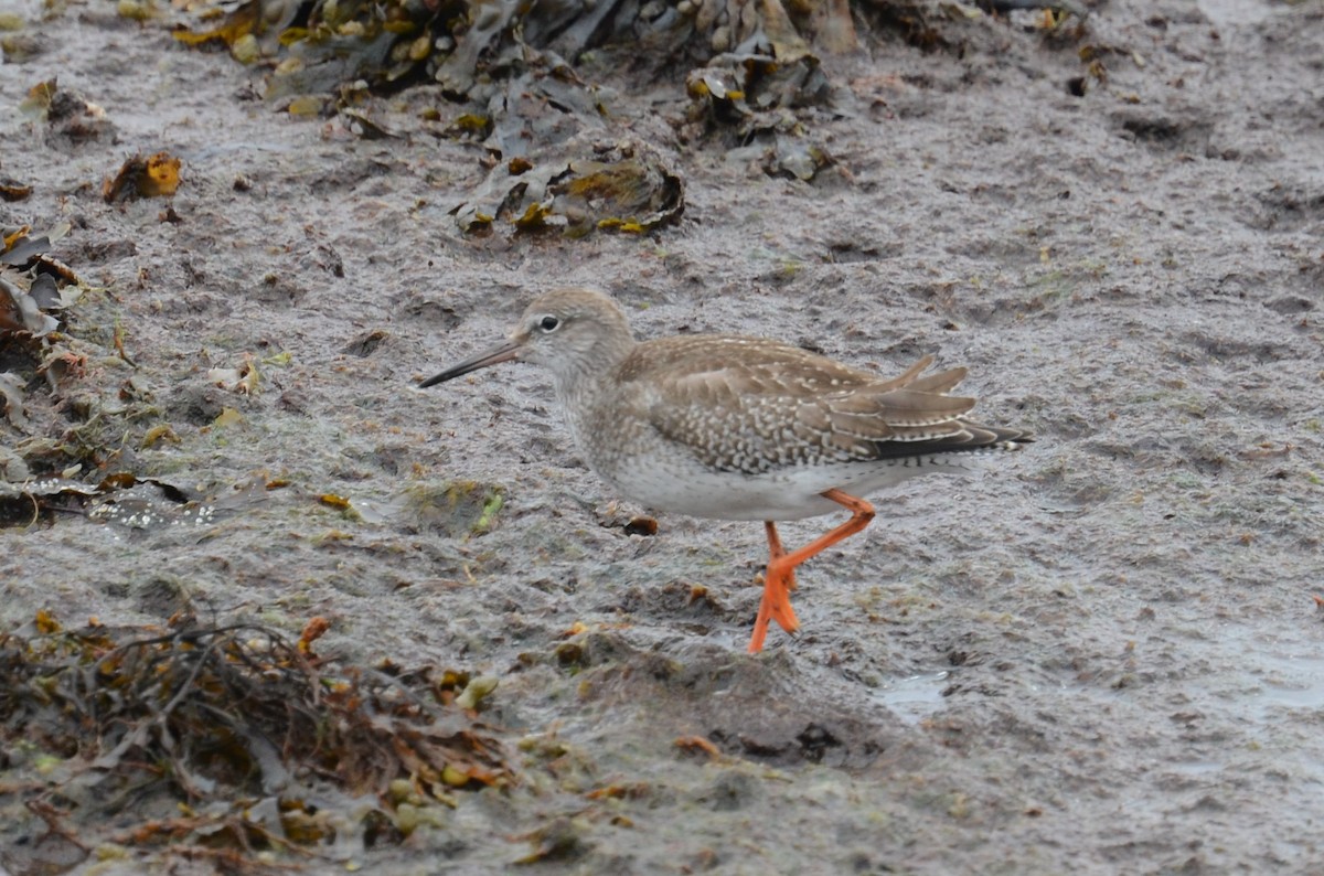 Common Redshank - ML273498961