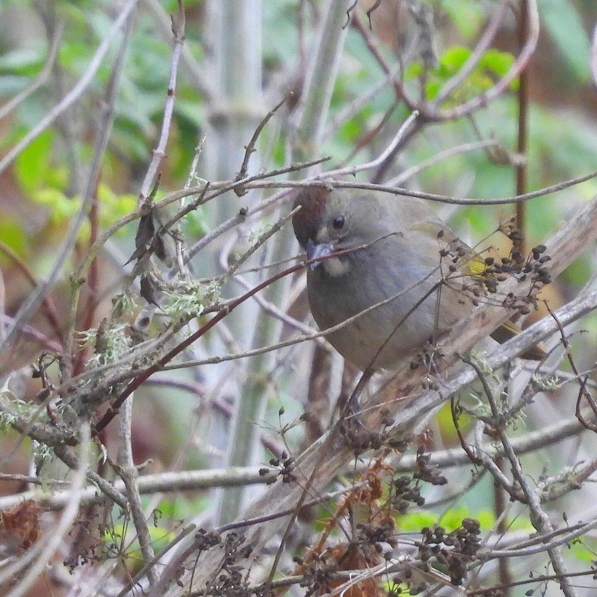 Green-tailed Towhee - ML273500391