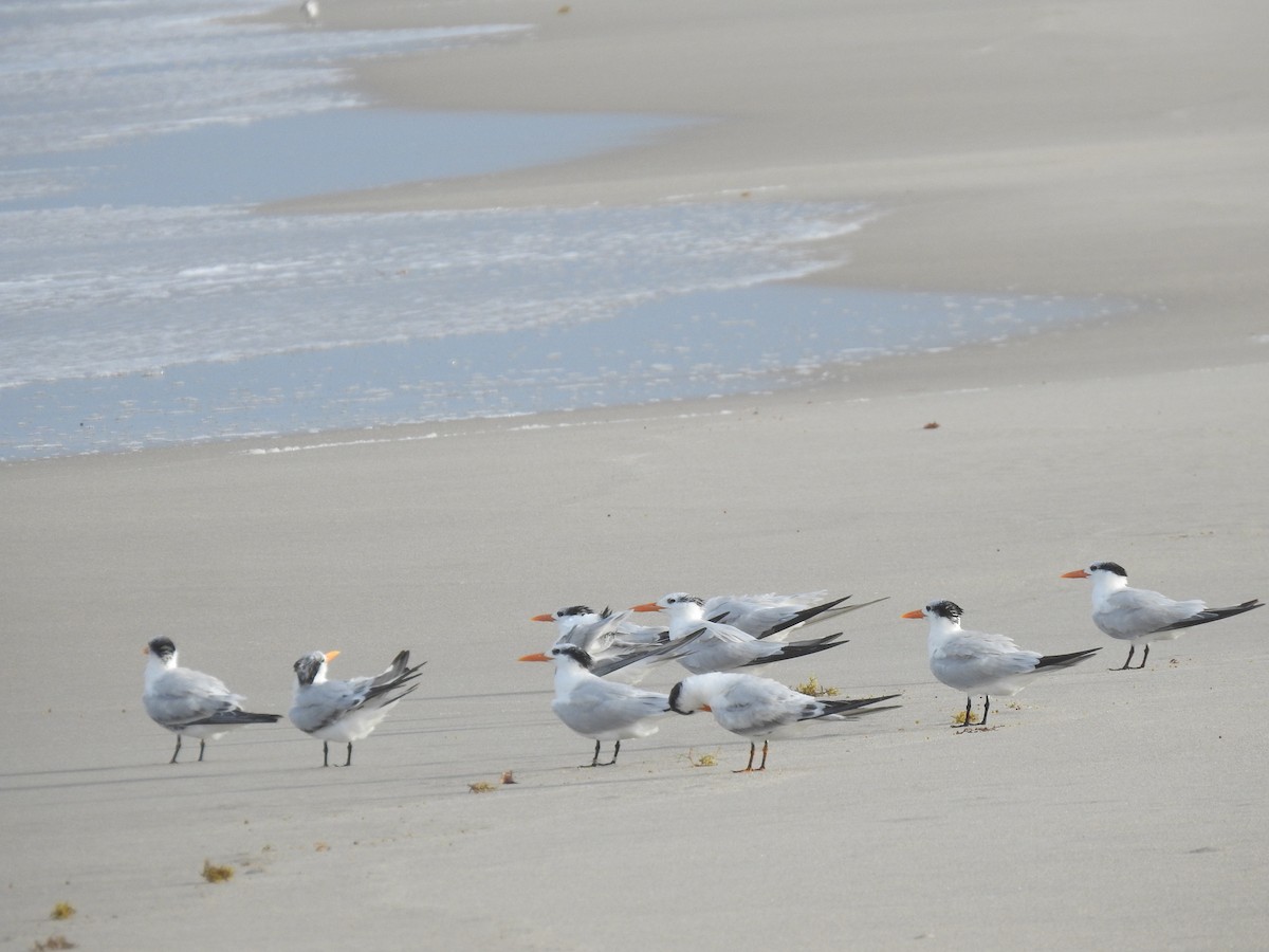 Caspian Tern - ML273500711