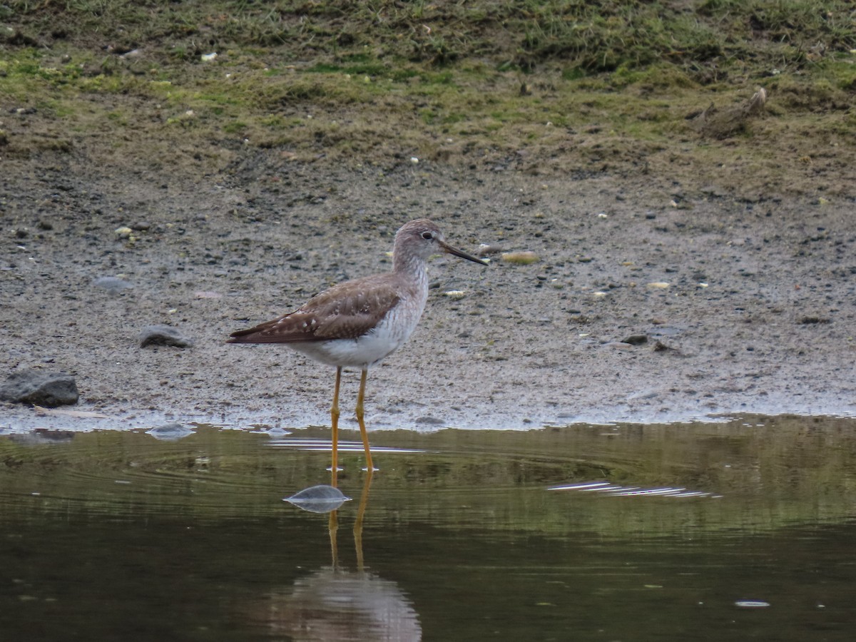 Lesser Yellowlegs - ML273500841