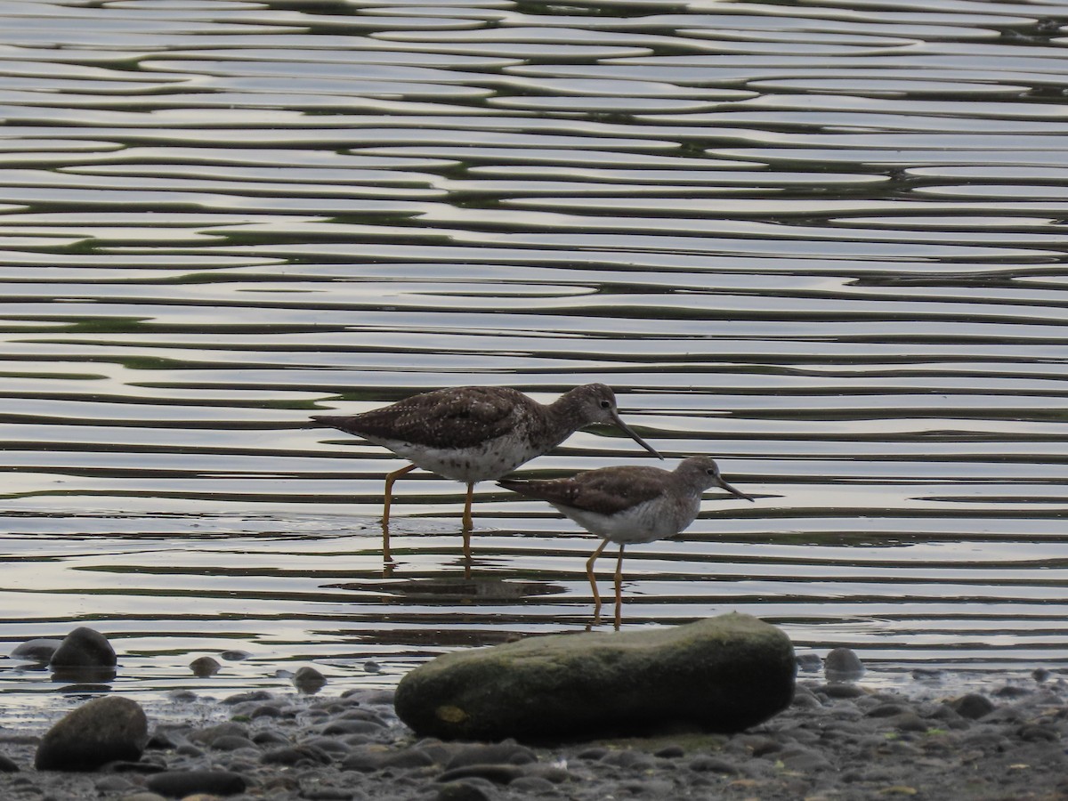 Lesser Yellowlegs - Gabriela Contreras Buvinić