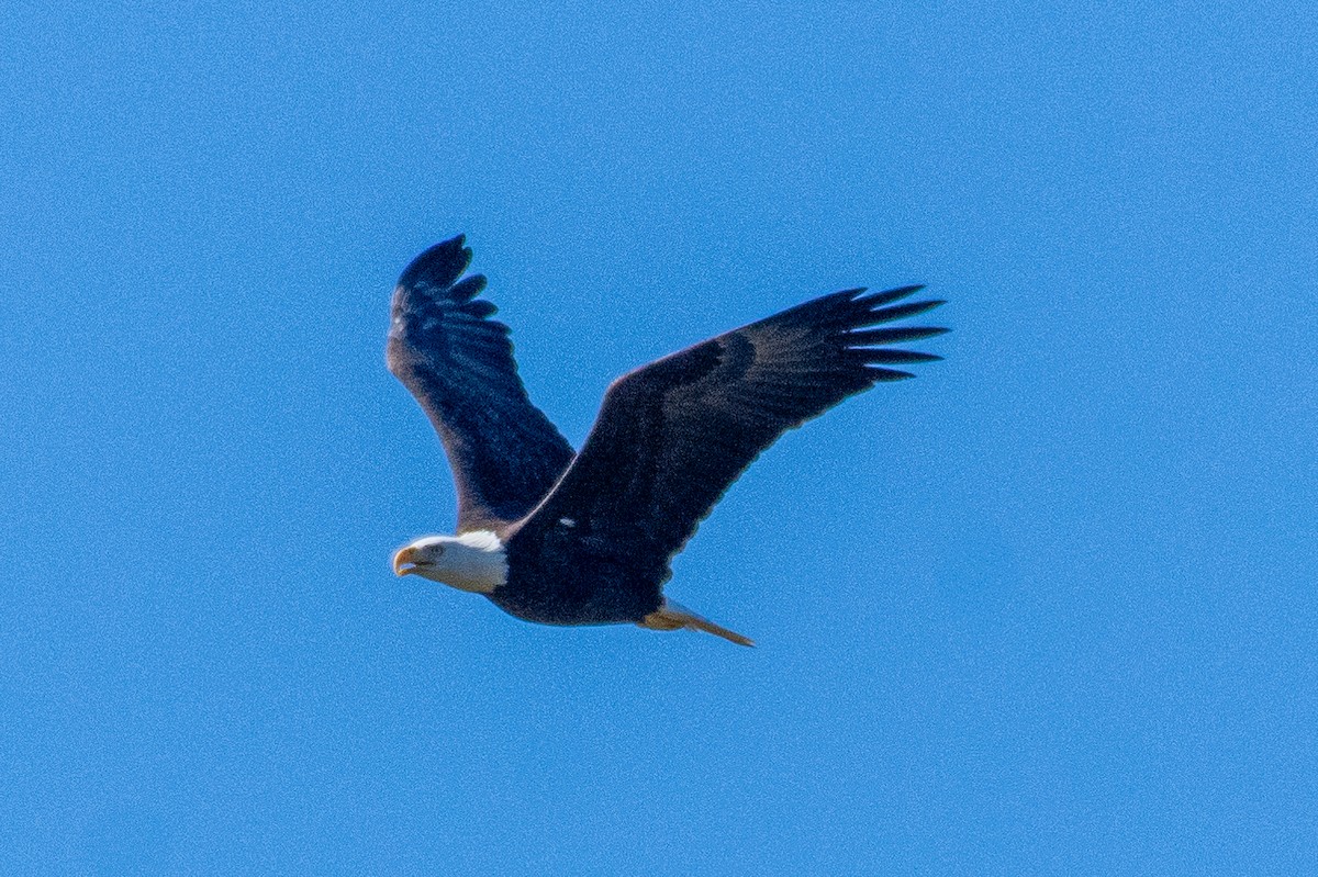 Bald Eagle - Eric Bodker