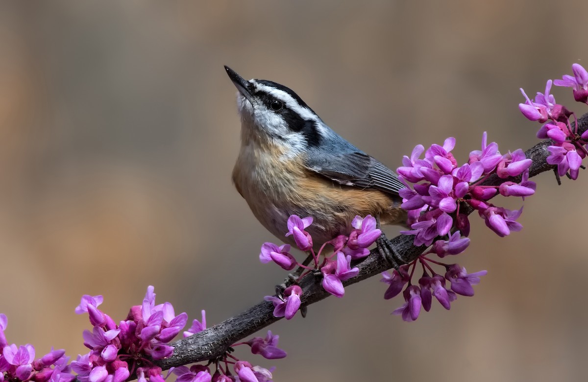 Red-breasted Nuthatch - Jeff Maw