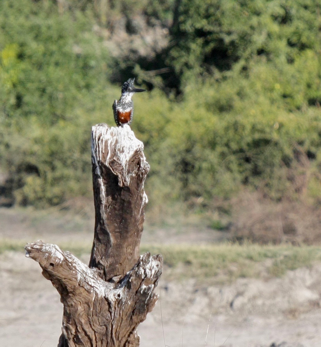 Giant Kingfisher - ML273501321