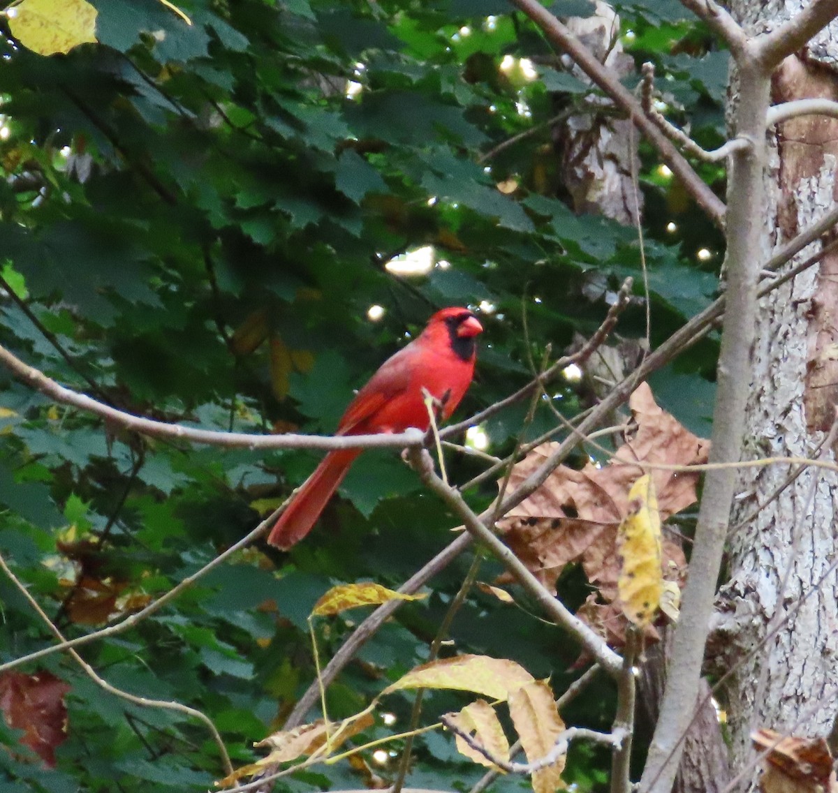 Northern Cardinal - ML273503351