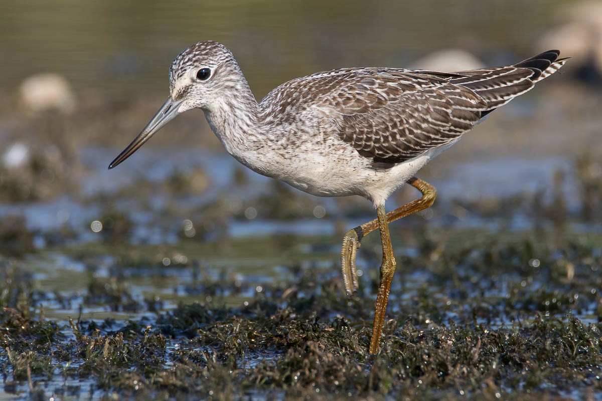 Common Greenshank - ML273503511