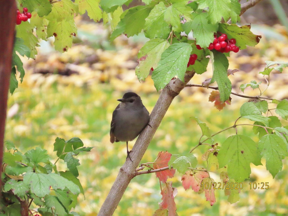 Gray Catbird - Susan Ells