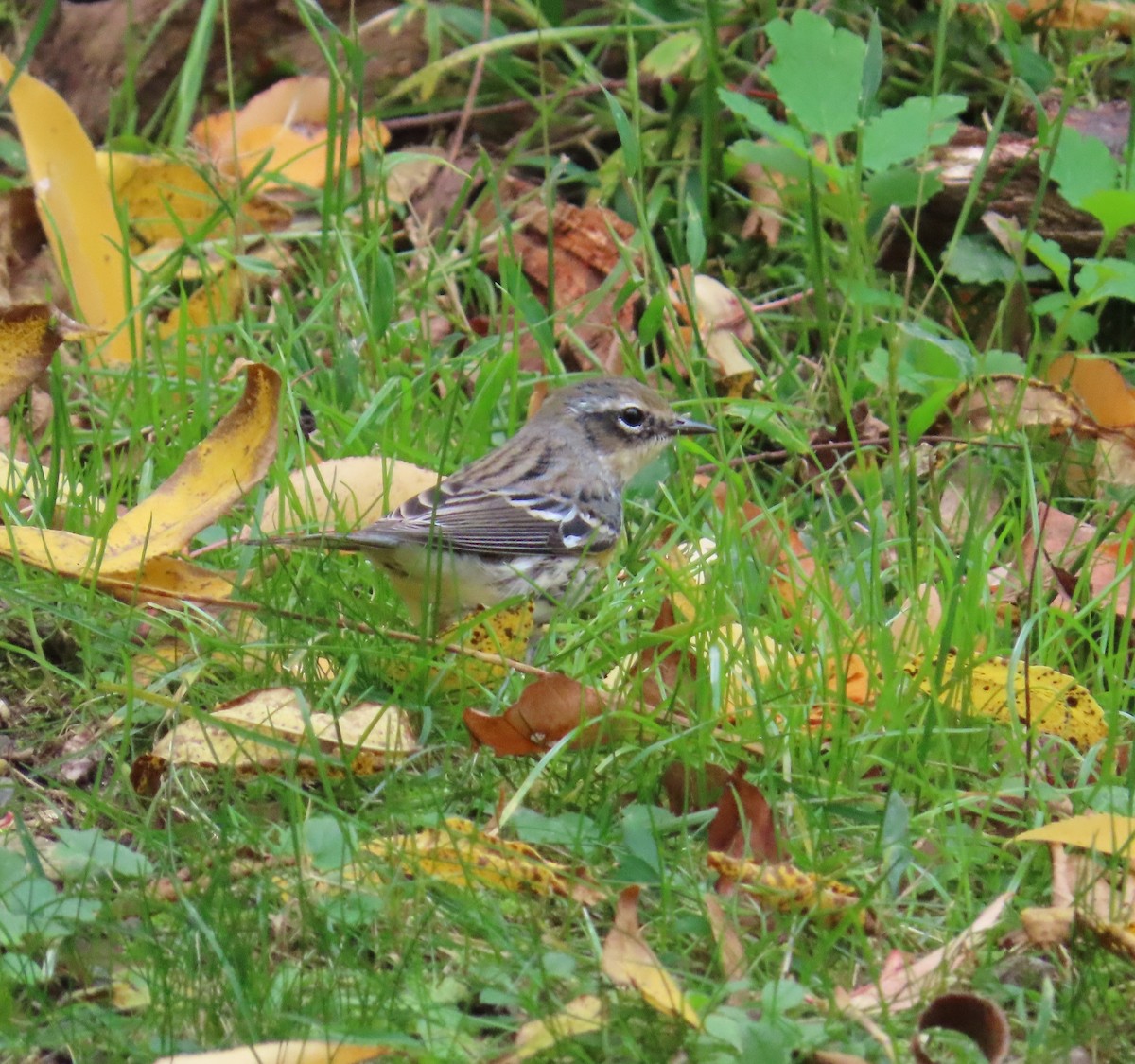 Yellow-rumped Warbler - ML273503691