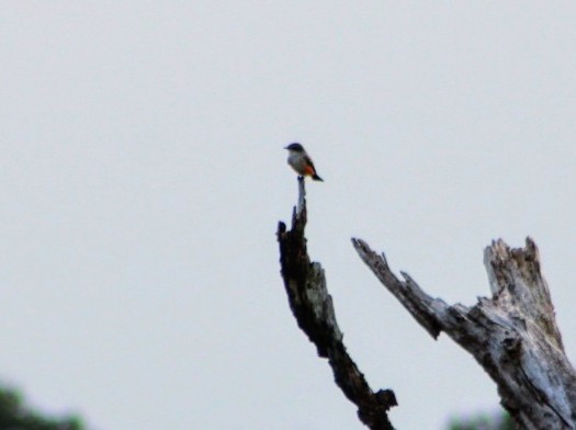 Vermilion Flycatcher - Derek LaFlamme