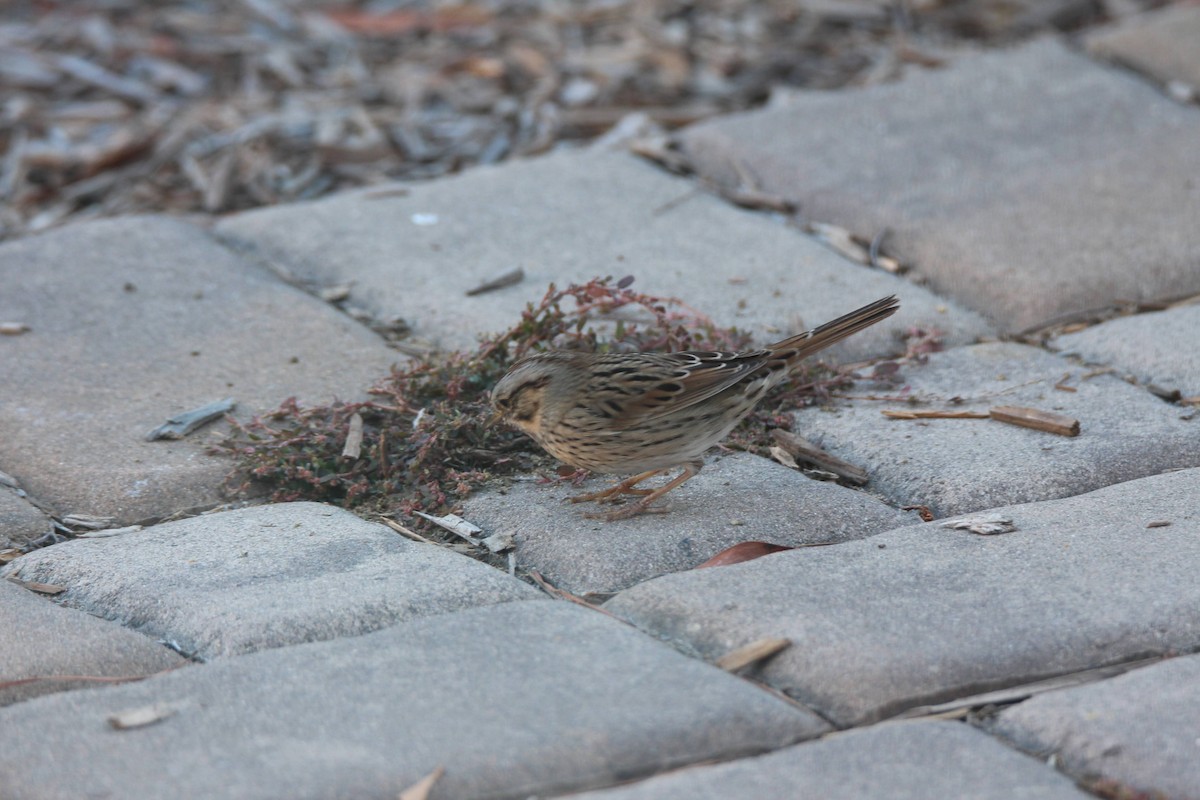 Lincoln's Sparrow - Gerick Bergsma