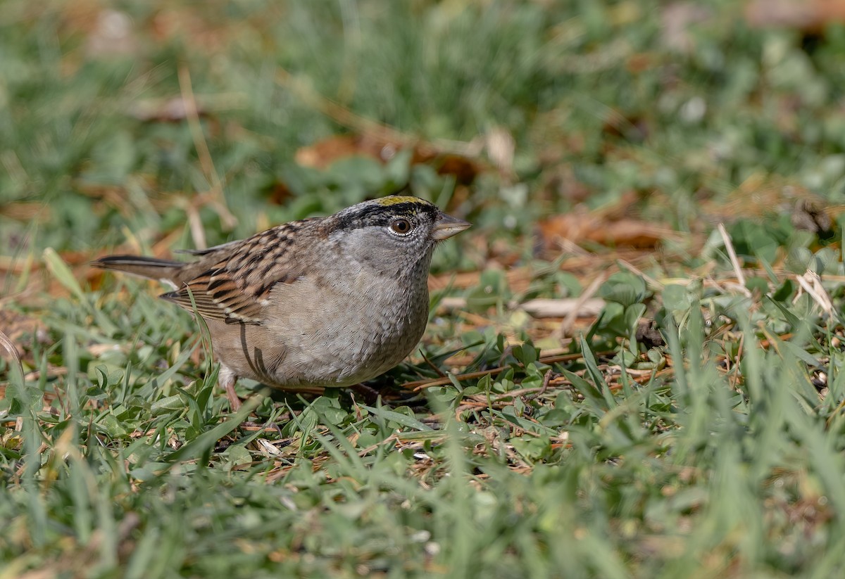 Golden-crowned Sparrow - Kevin Couture