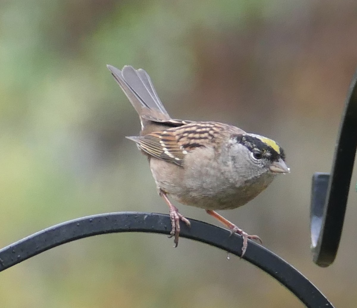 Golden-crowned Sparrow - Nancy Houlihan