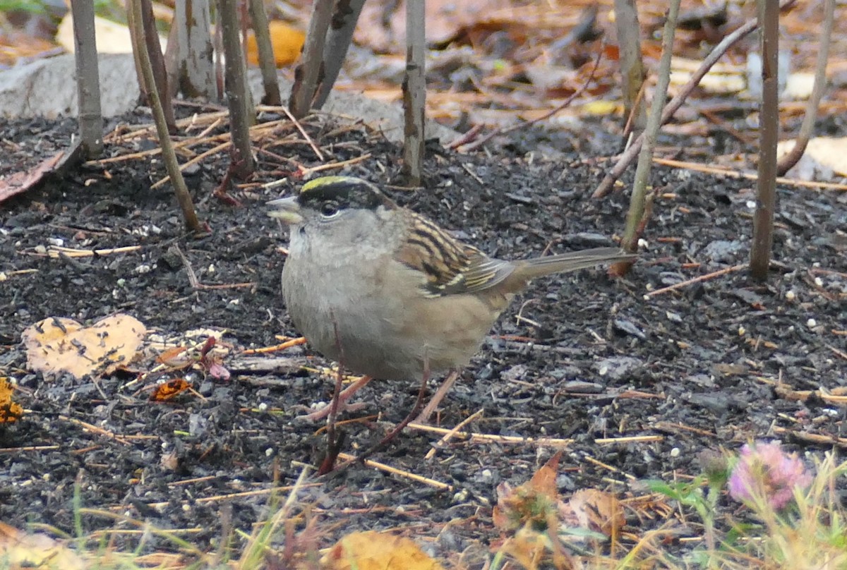 Golden-crowned Sparrow - Nancy Houlihan