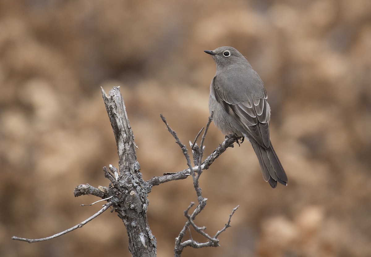 Townsend's Solitaire - ML273508901