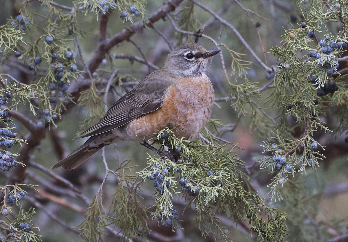 American Robin - ML273509021