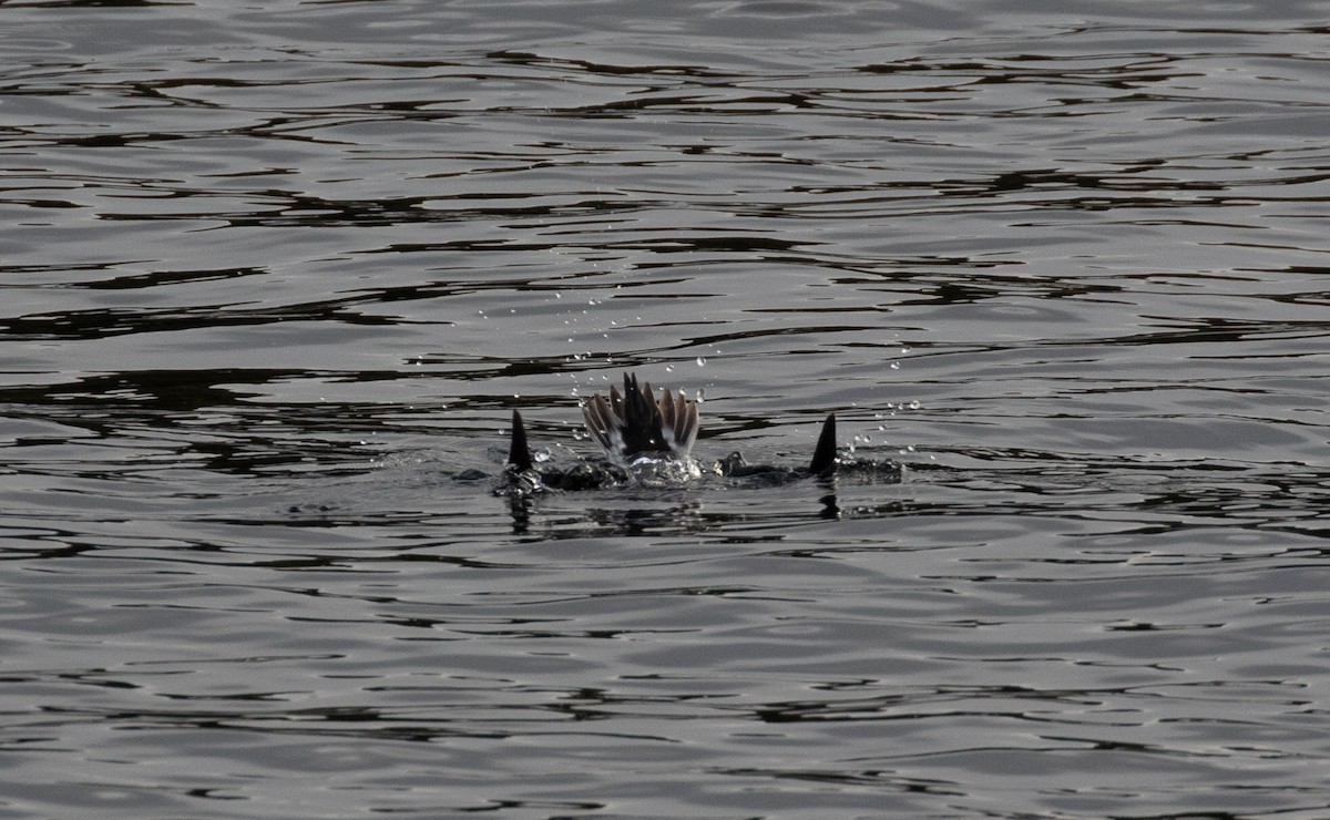 Long-tailed Duck - ML273510221