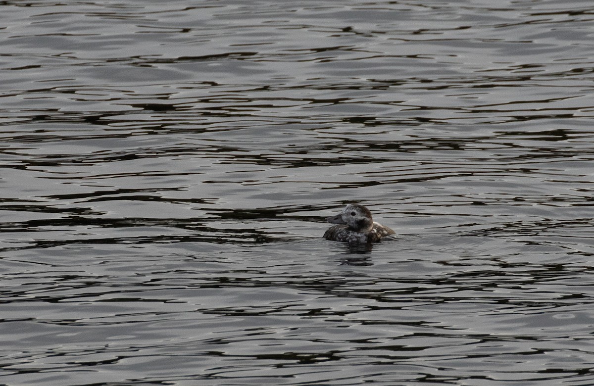 Long-tailed Duck - ML273510231