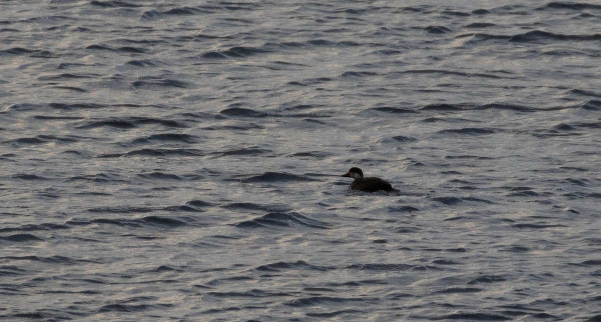 Common Scoter - ML273510321