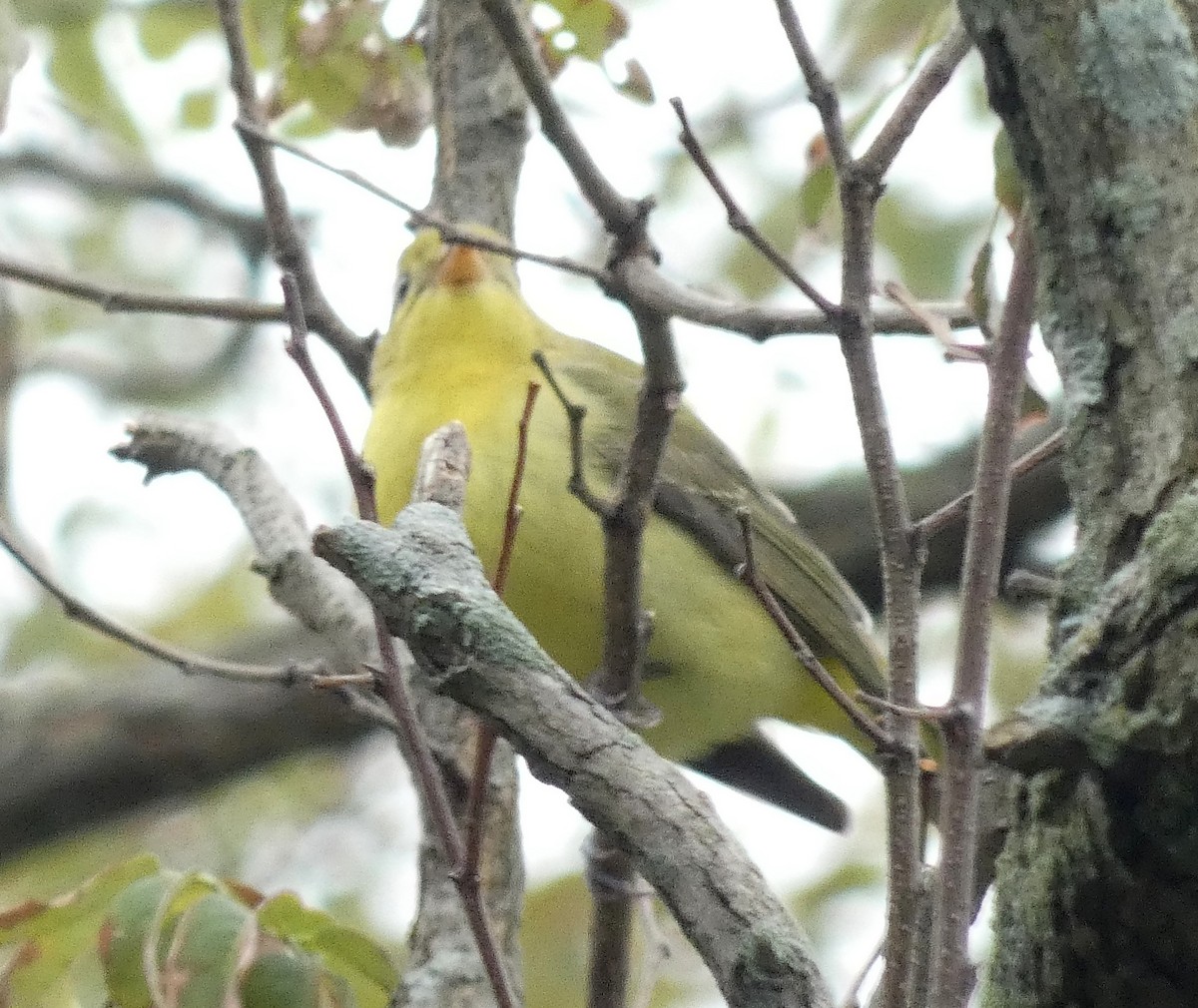 Scarlet Tanager - ML273511481