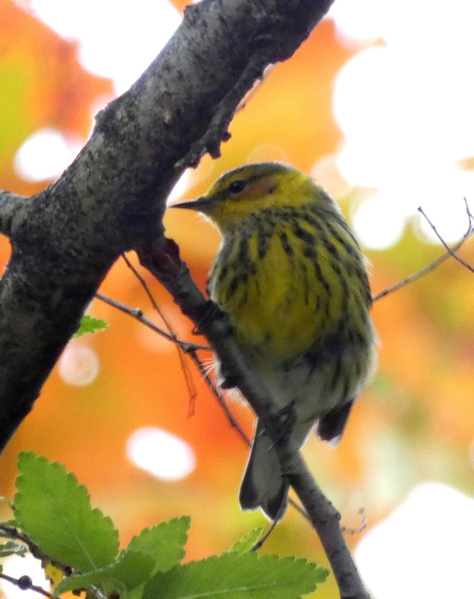 Cape May Warbler - ML273511731