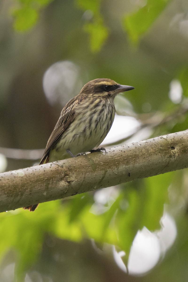 Streaked Flycatcher - Elías  Suárez