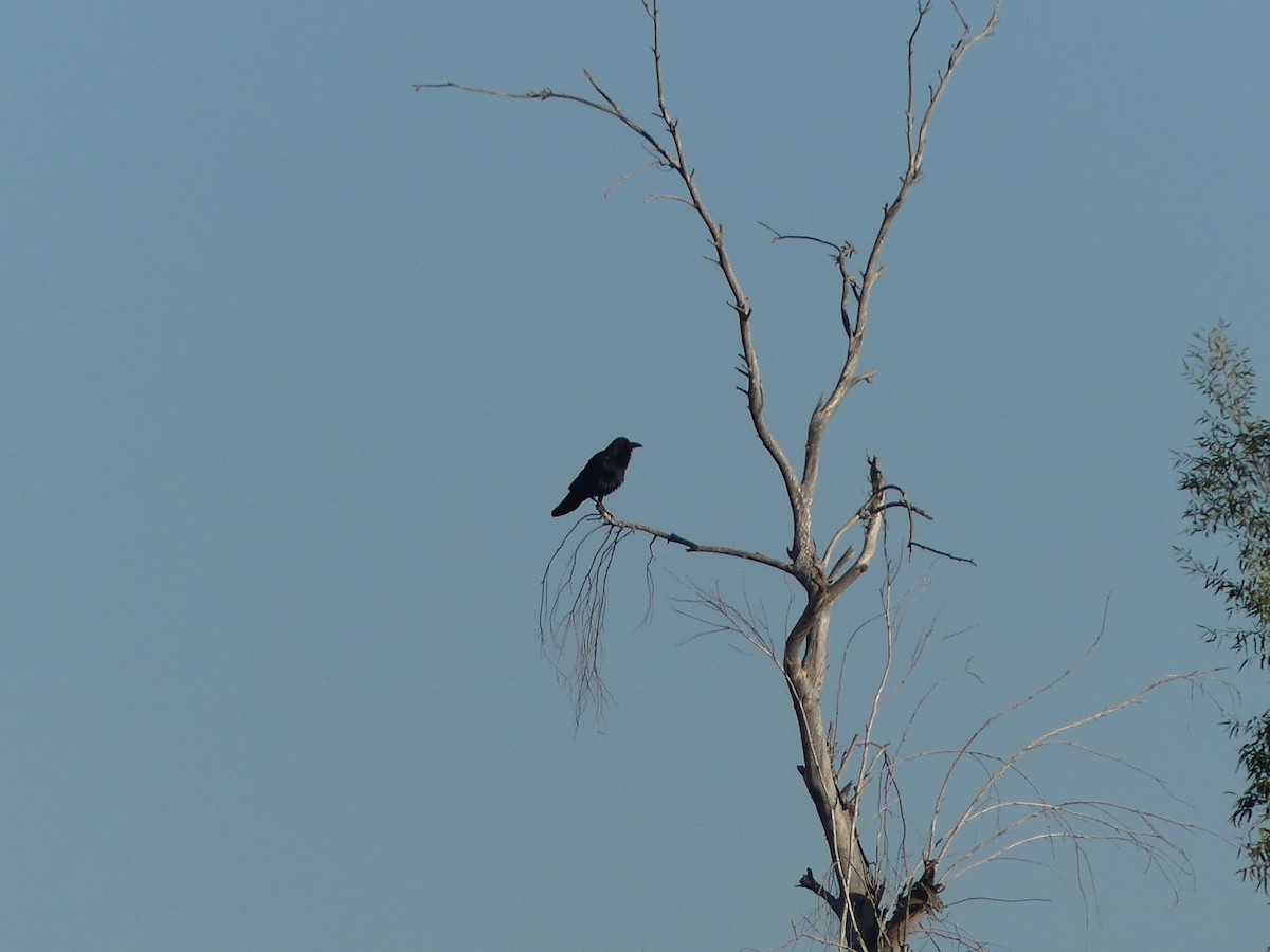 Common Raven - Carlos Gonzalez