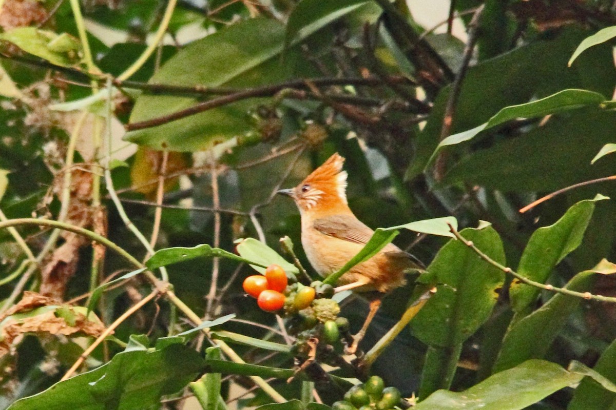 White-naped Yuhina - Himadri Banerjee